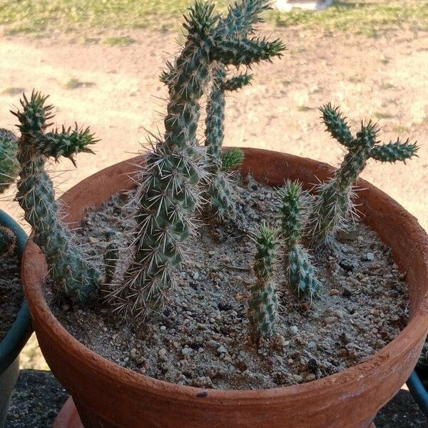 Cylindropuntia imbricata Blad