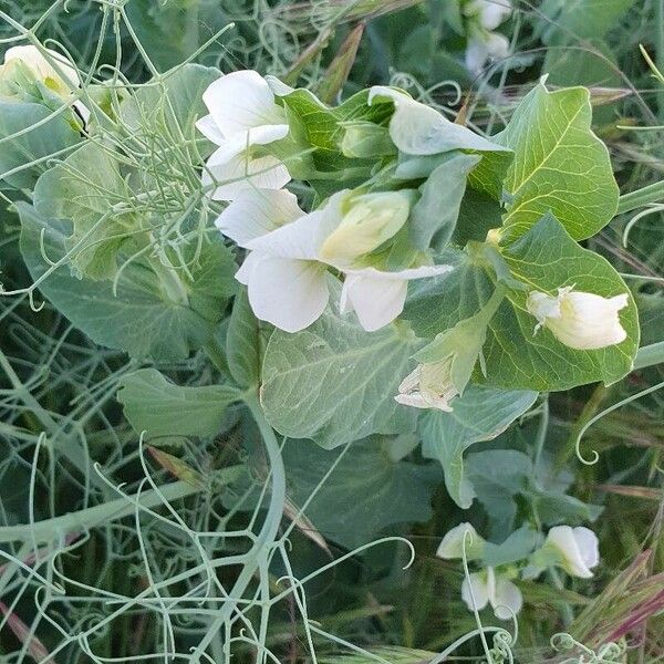 Lathyrus oleraceus Blüte