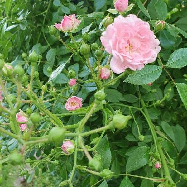 Rosa multiflora Kvet