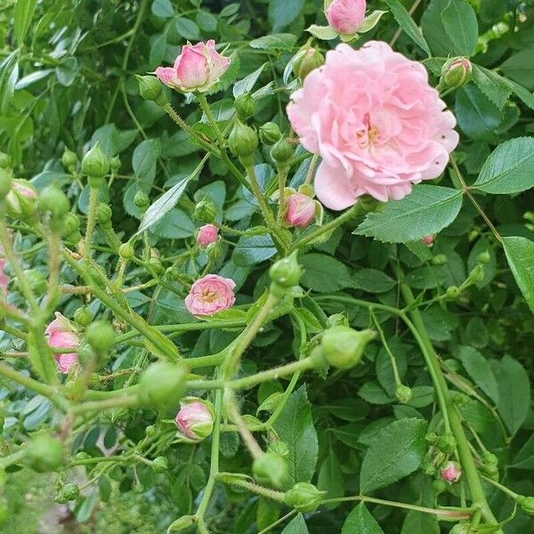 Rosa multiflora 花