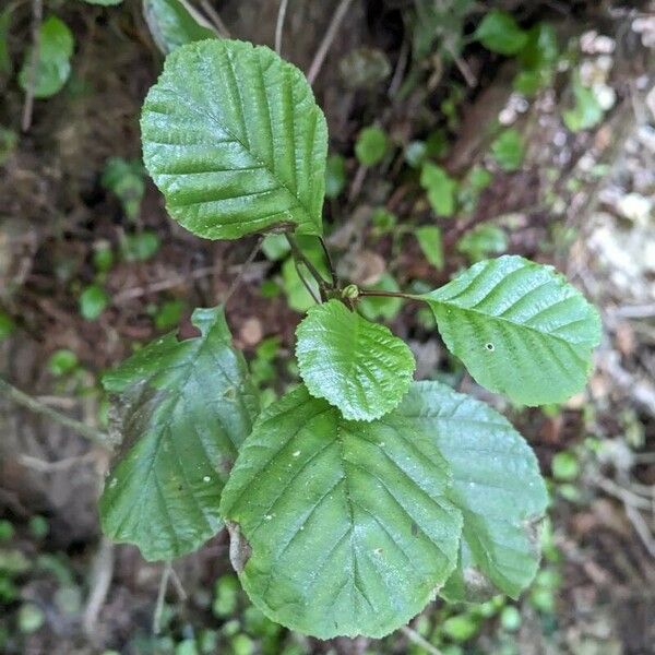 Alnus glutinosa Листок