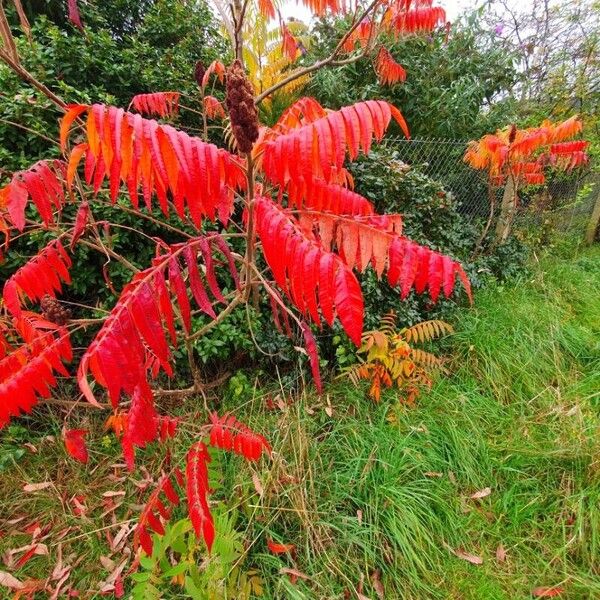 Rhus typhina Leaf