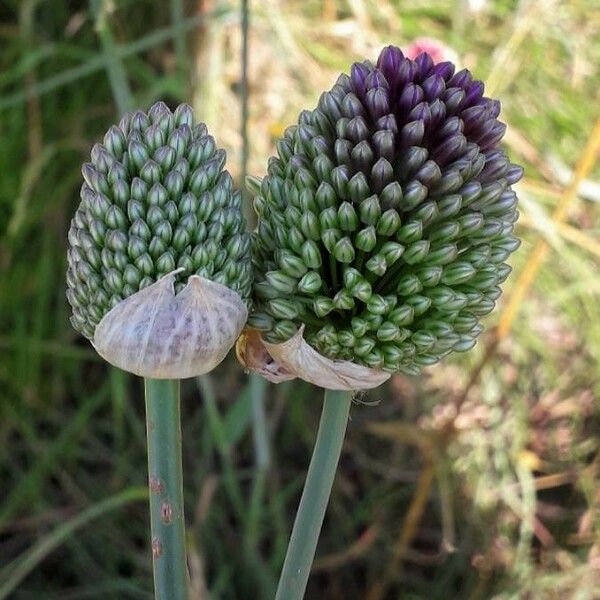 Allium sphaerocephalon Çiçek