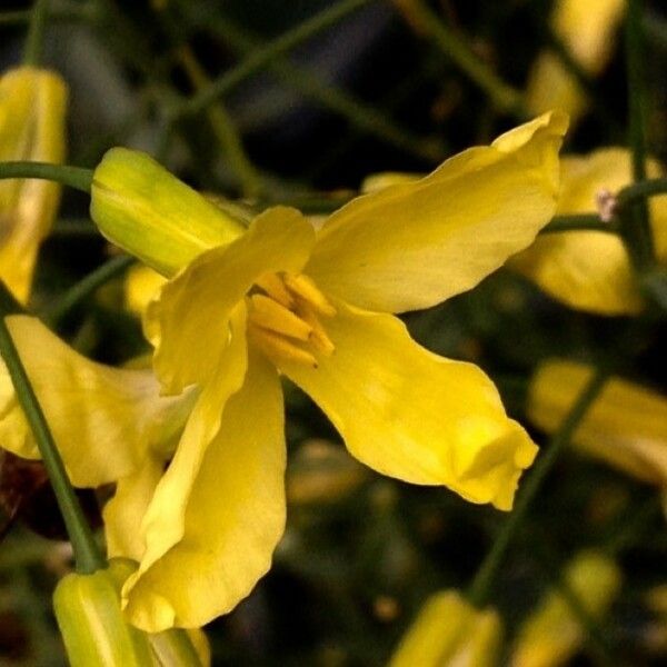 Brassica oleracea Blomma