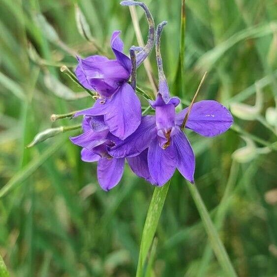 Delphinium consolida Flor