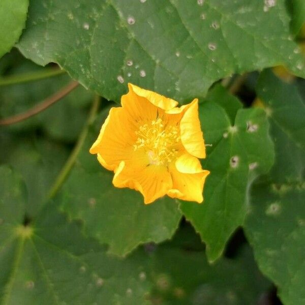 Abutilon theophrasti Λουλούδι