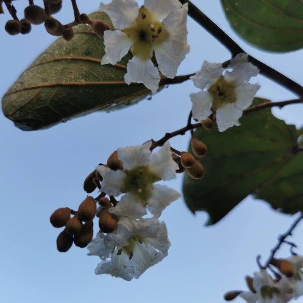 Piliostigma thonningii Flor