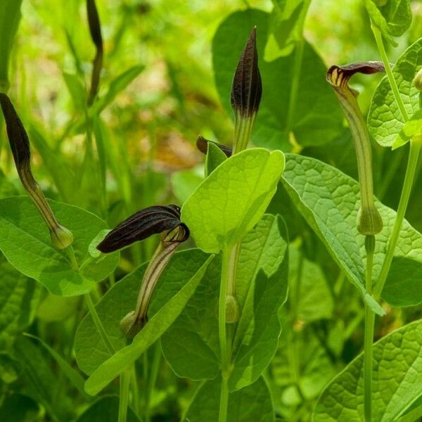 Aristolochia rotunda Flower