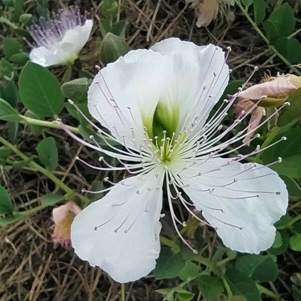 Capparis spinosa Цвят