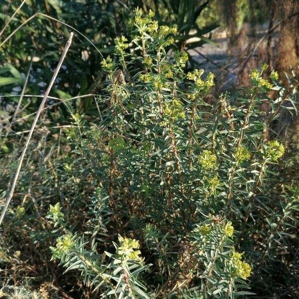 Euphorbia pithyusa Хабит