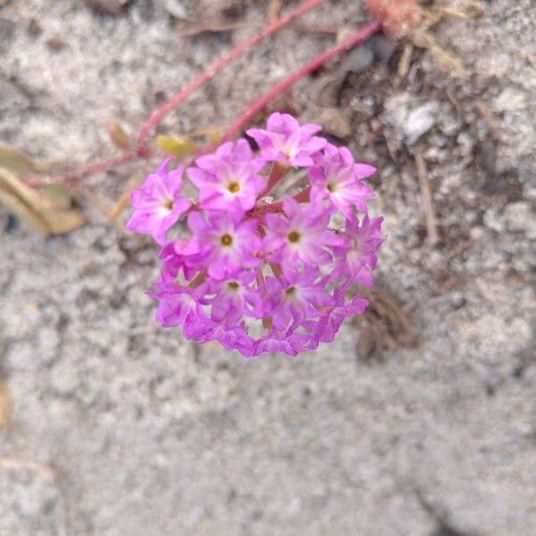 Abronia umbellata Flower