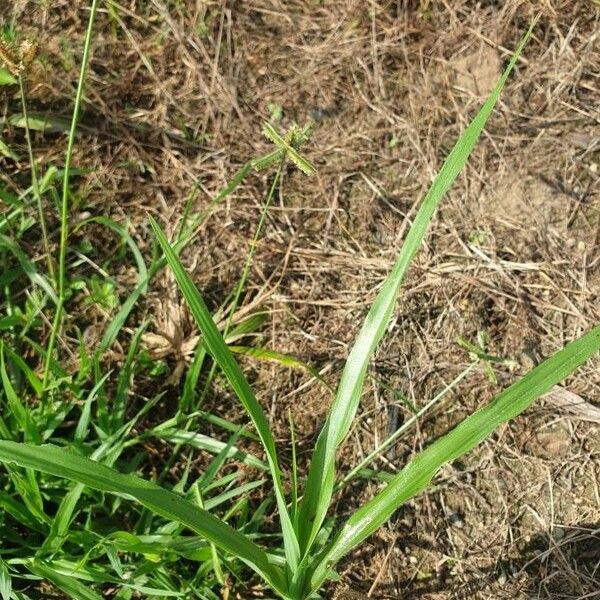 Dactyloctenium aegyptium Leaf