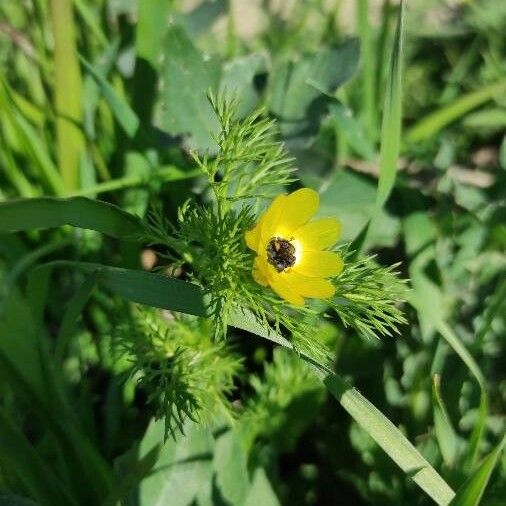 Adonis microcarpa പുഷ്പം