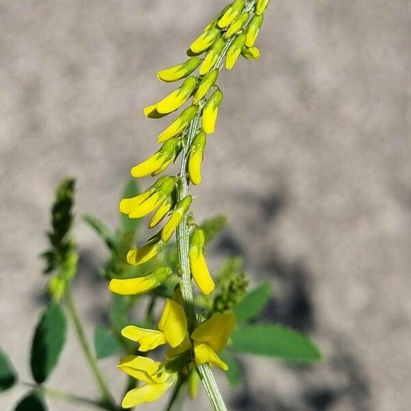 Melilotus officinalis പുഷ്പം