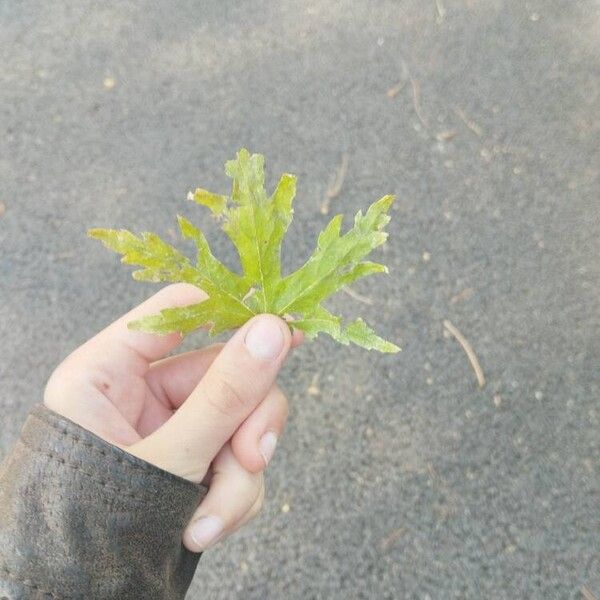 Acer saccharinum List