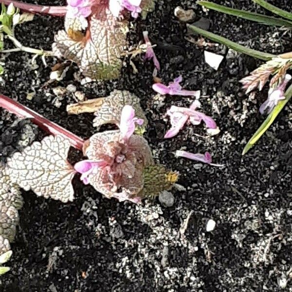 Lamium hybridum Lorea