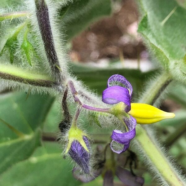 Solanum mammosum Flower