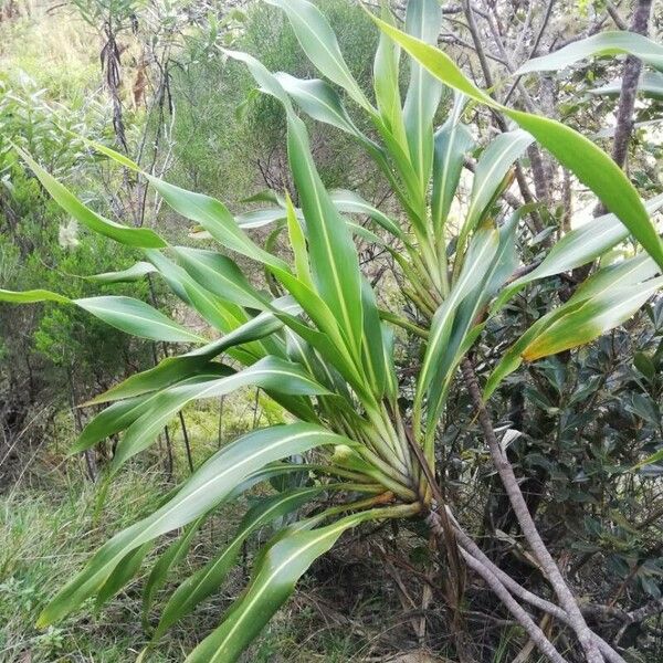 Cordyline mauritiana Folio