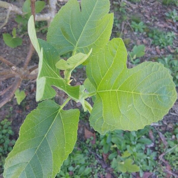 Ficus carica ᱥᱟᱠᱟᱢ