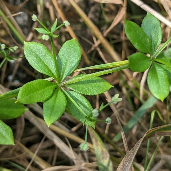 Galium triflorum Blad