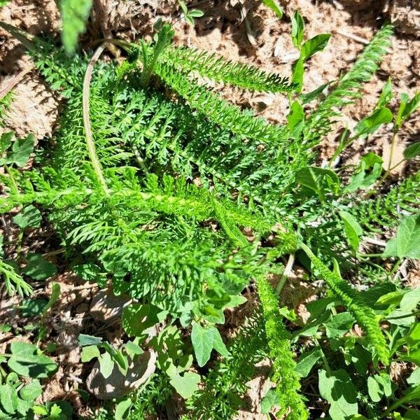 Achillea erba-rotta Feuille