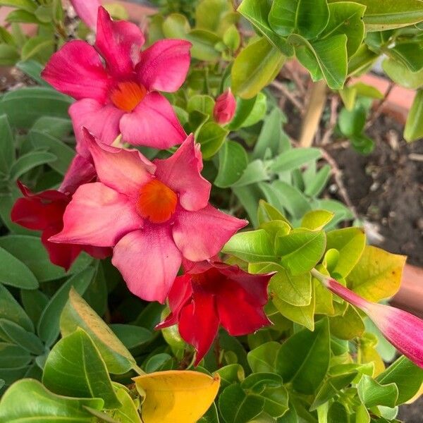 Mandevilla laxa Flower