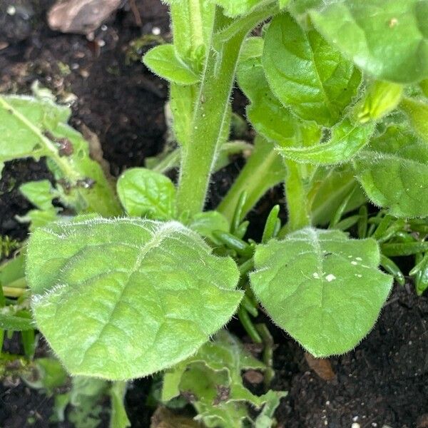 Nicotiana alata Blad