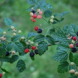 Rubus ursinus (Pacific blackberry)