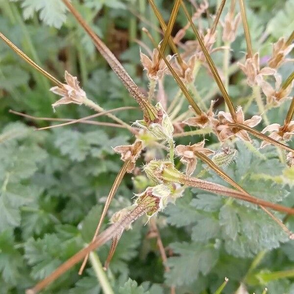 Erodium cicutarium Плод