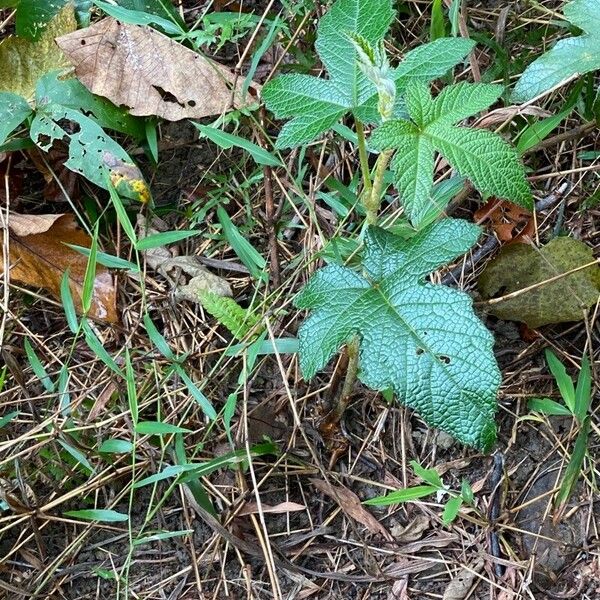 Rubus moluccanus Blatt