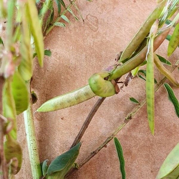 Astragalus atropilosulus फल