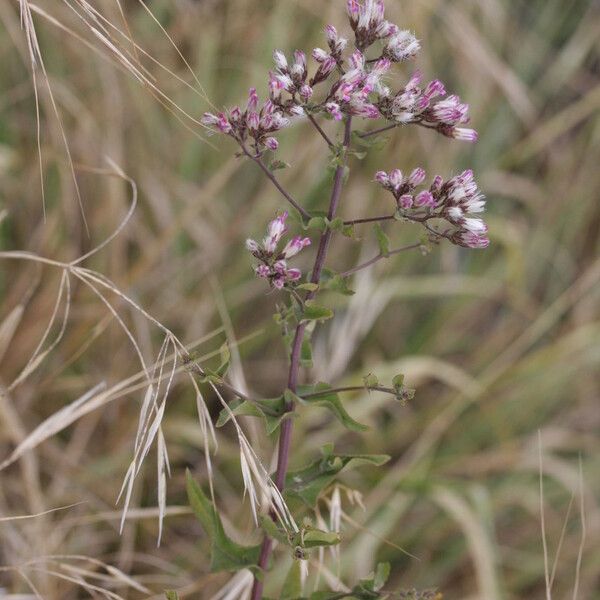 Acourtia microcephala Λουλούδι