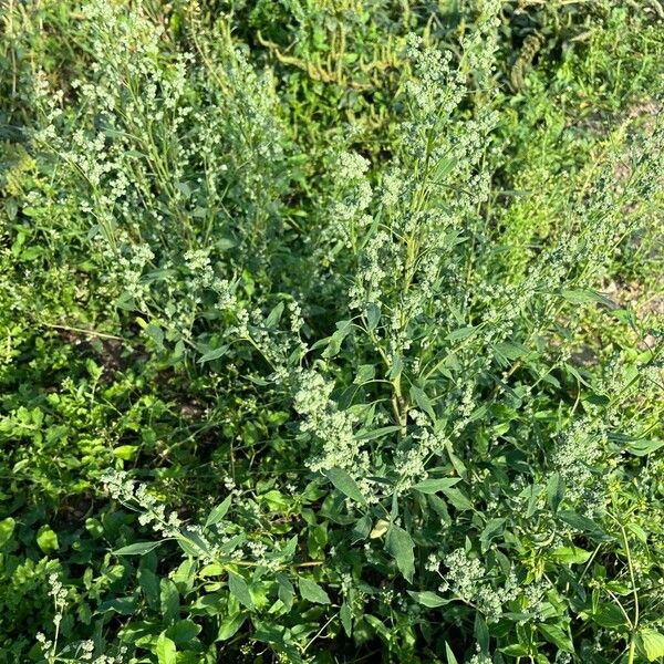 Chenopodium ficifolium Habitat