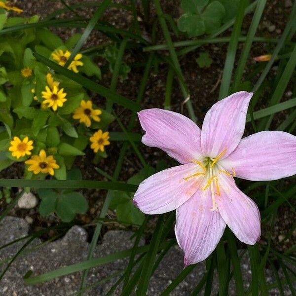 Zephyranthes robusta Flor