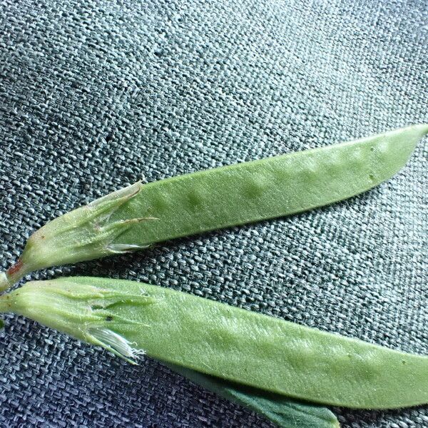 Vicia sativa Fruit