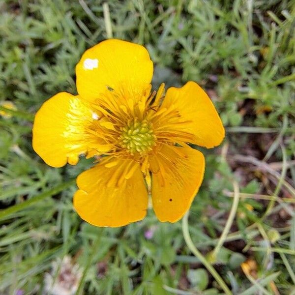 Ranunculus montanus 花