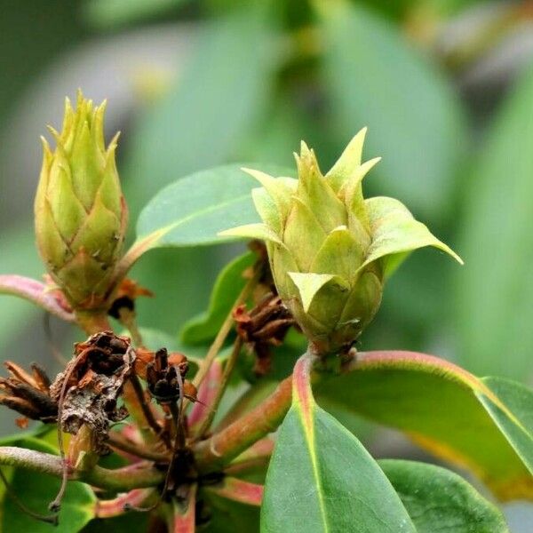 Rhododendron maximum पत्ता