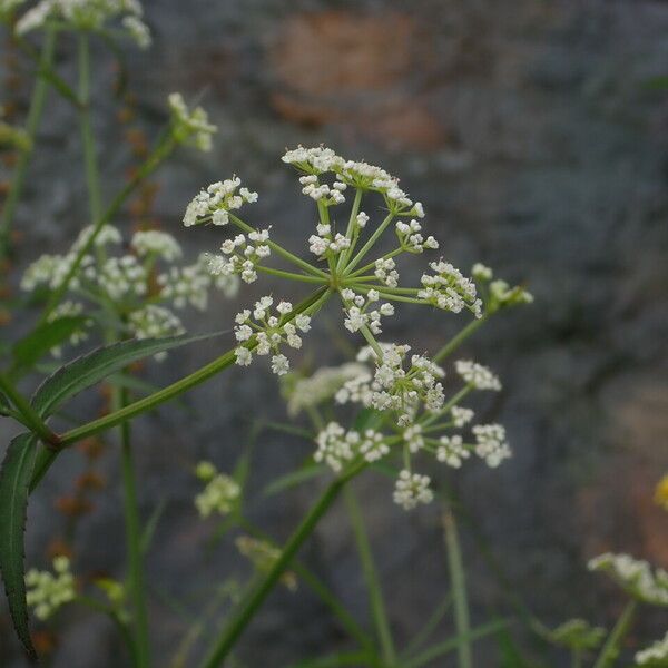 Oenanthe javanica Habitus