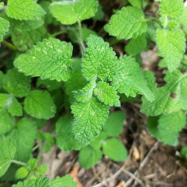 Melissa officinalis Blad