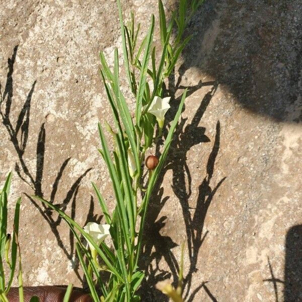 Xenostegia tridentata Плод