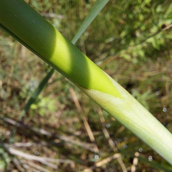 Typha domingensis Bark