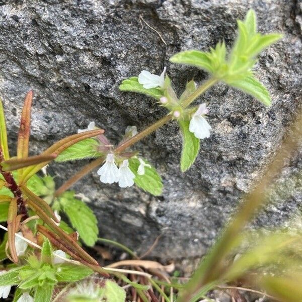 Sideritis romana 花