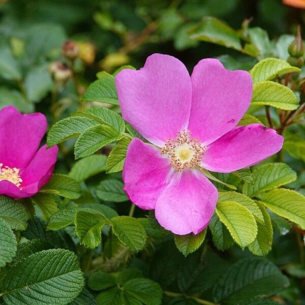 Rosa rugosa आदत