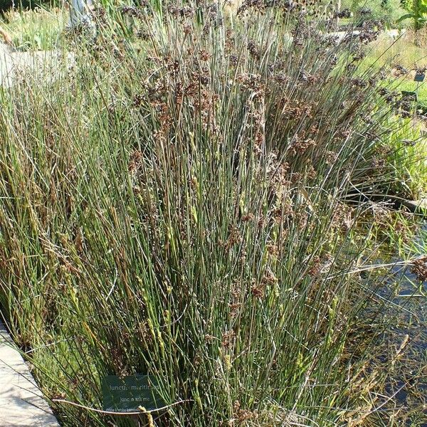 Juncus maritimus Агульны выгляд