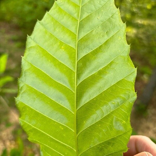 Castanea dentata Leaf