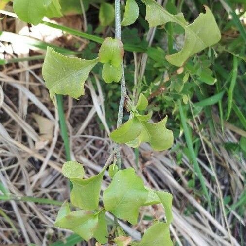 Plumbago zeylanica Leaf