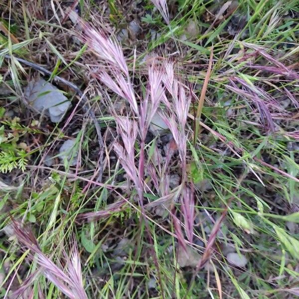 Bromus rubens Blad