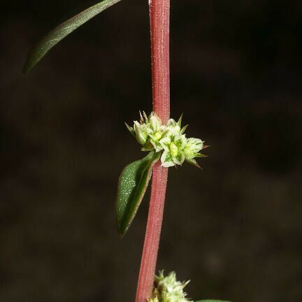 Amaranthus torreyi Цвят