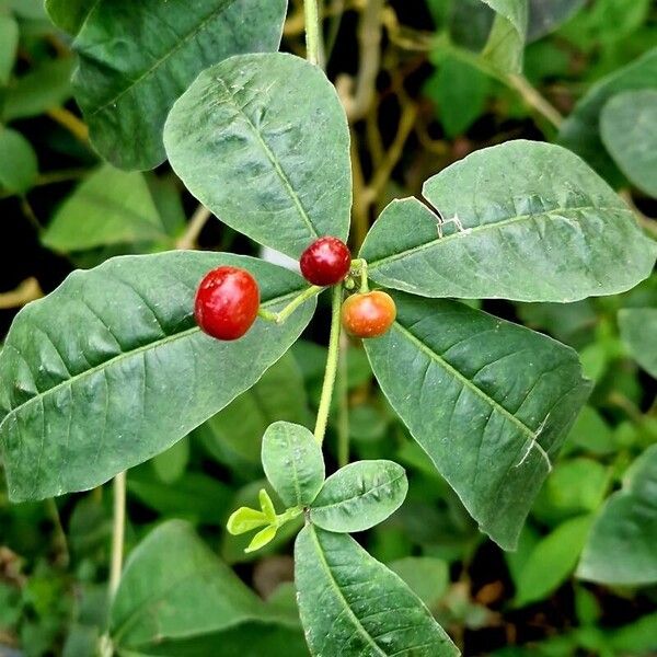 Rauvolfia tetraphylla Плод