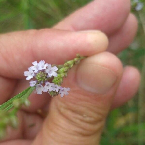 Verbena litoralis 花